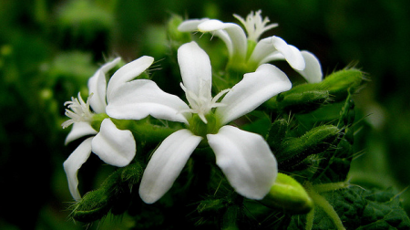 Cnidoscolus urens